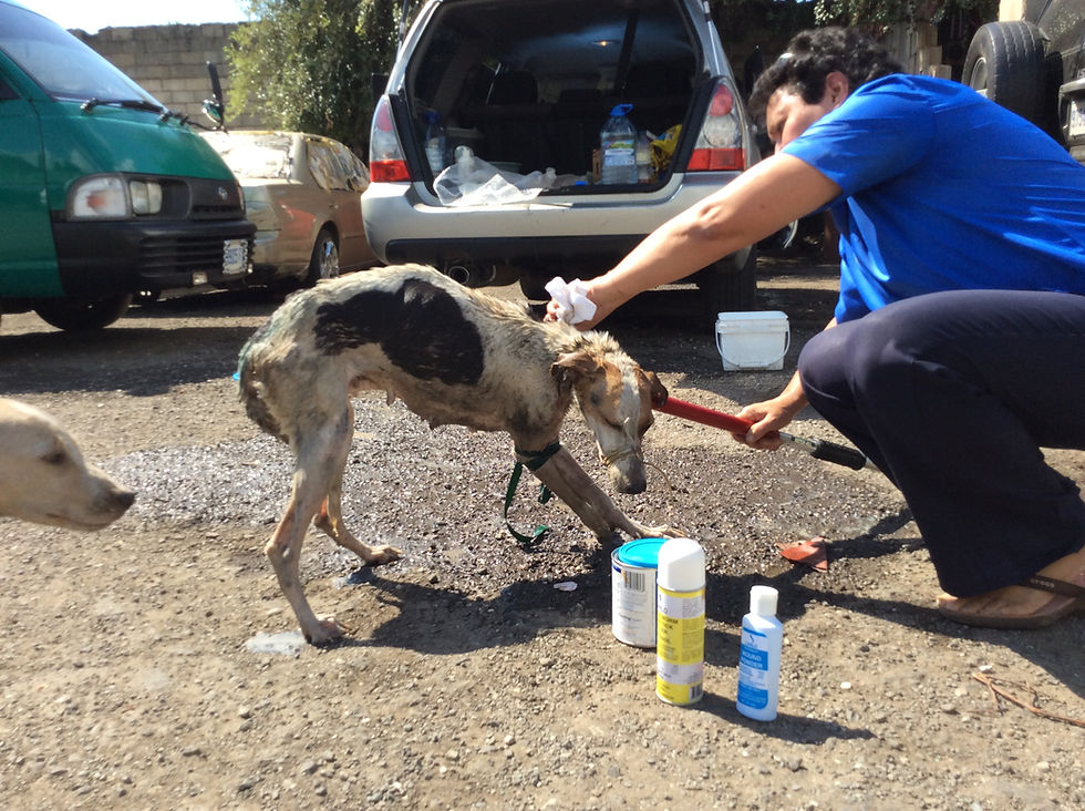 The wild dog got a bath, ears cleaned, and afterward, got a nice meal