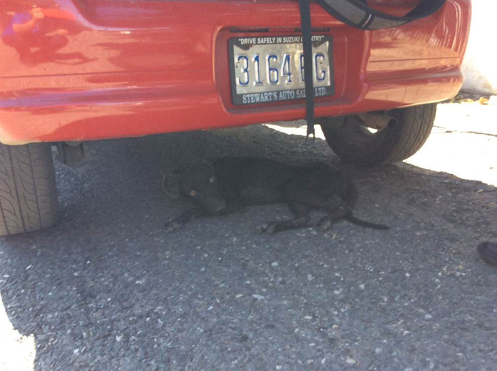 Dog takes cover under Deborah's car