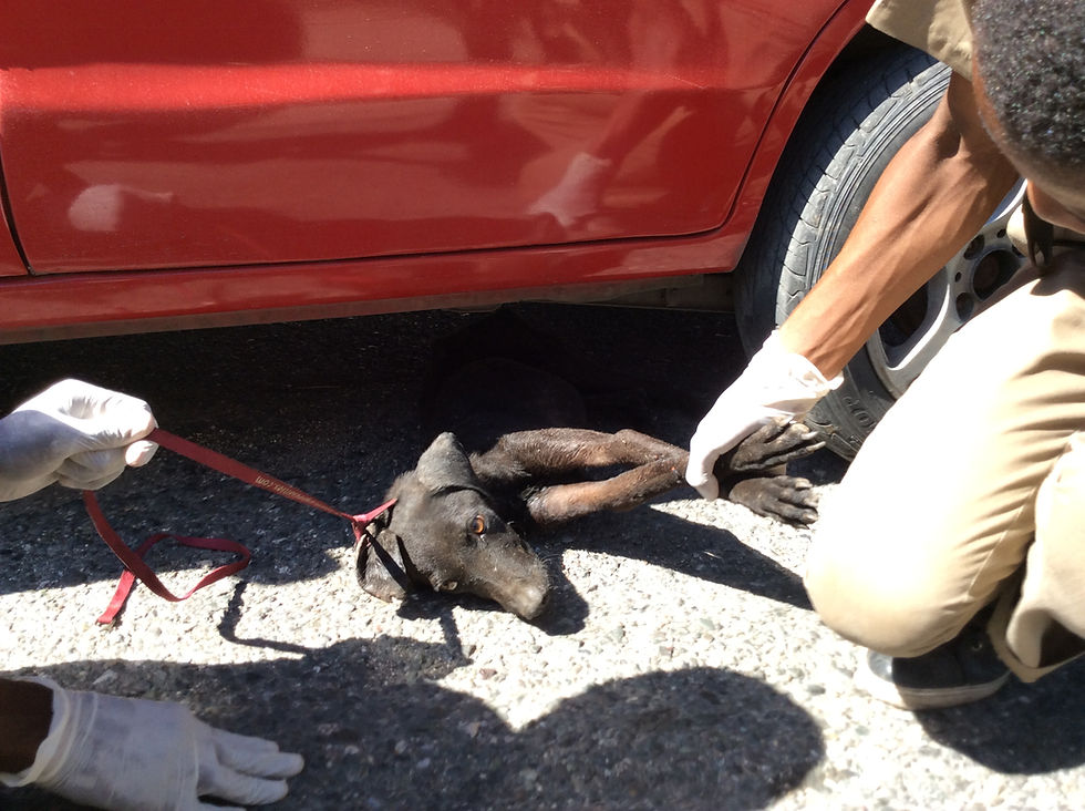 The school kids got the dog out from under Deborah's car