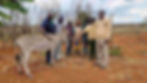 Seven people stand around a donkey on reddish soil with a fence made of sticks in the background in Kenya.