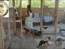 A woman walking through a cat sanctuary with many cats on the floor and on cloth furniture, some eating from bowls on the floor in Ghana.
