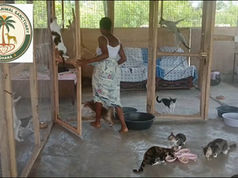 A woman walking through a cat sanctuary with many cats on the floor and on cloth furniture, some eating from bowls on the floor in Ghana.