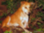 Banjo at the MwA shelter with his damaged leg