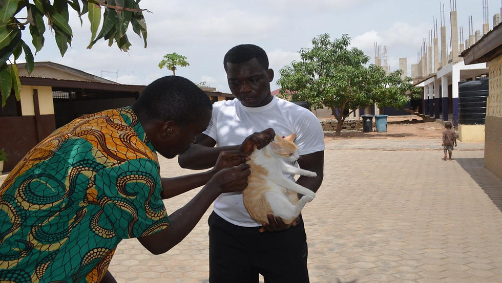 Cat being vaccinated at Trust Academy clinic