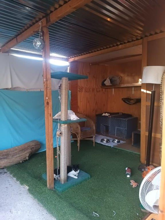 Two cats lounging on a tall scratching post in a cozy room with green turf on the floor and wooden walls and shelves in Namibia.