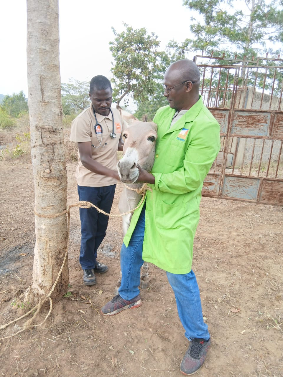 Two men tend to a donkey tied to a tree in a rural setting, one in a green coat and the other with a stethoscope in Kenya.