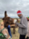 Man in a Santa hat looks at a donkey while another donkey stands next to him in South Africa.