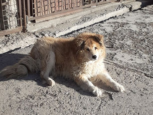 Save Animals-Armenia working during the covid-19 pandemic