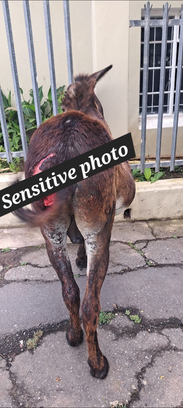 An injured donkey seen from behind outside a building with a red wound on his left flank and a Sensitive photo banner in South Africa.