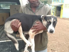 A man holding a white and black dog in South Africa.