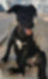 Happy black puppy received emergency veterinary care in Namibia to treat parvo.