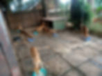 Uganda SPCA's dogs eating food thanks to the AKI Pet Food Fund