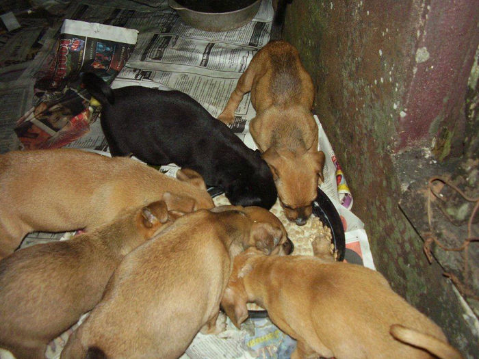 Pups found at an abandoned house