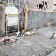 Kingston Community Animal Welfare - helping animals thanks to you