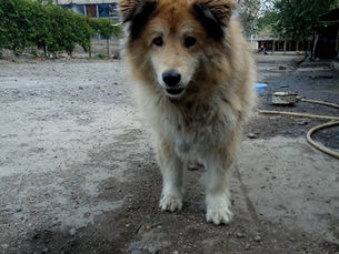 AKI Support for Save the Animals-Armenia