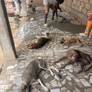Several dogs lying down on tiled floor at the refuge in Senegal.