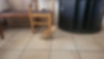 Cat sitting on floor at vet clinic in Namibia where she received emergency veterinary care.