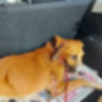 dog going to the vet