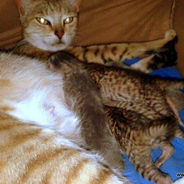 AKI Donations Helping Kitties at the Mbwa wa Africa Shelter