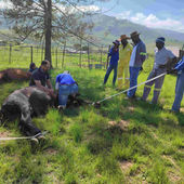 AKI Grant for humane castration of equines