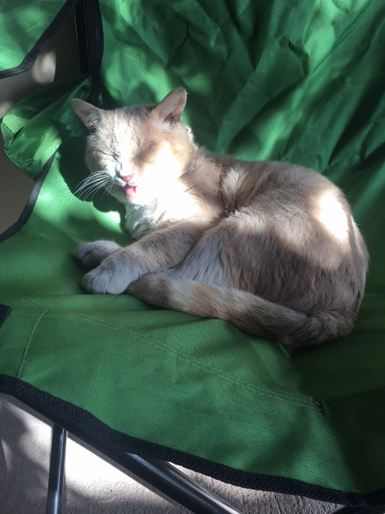 This is Why I Help Cats in Honduras