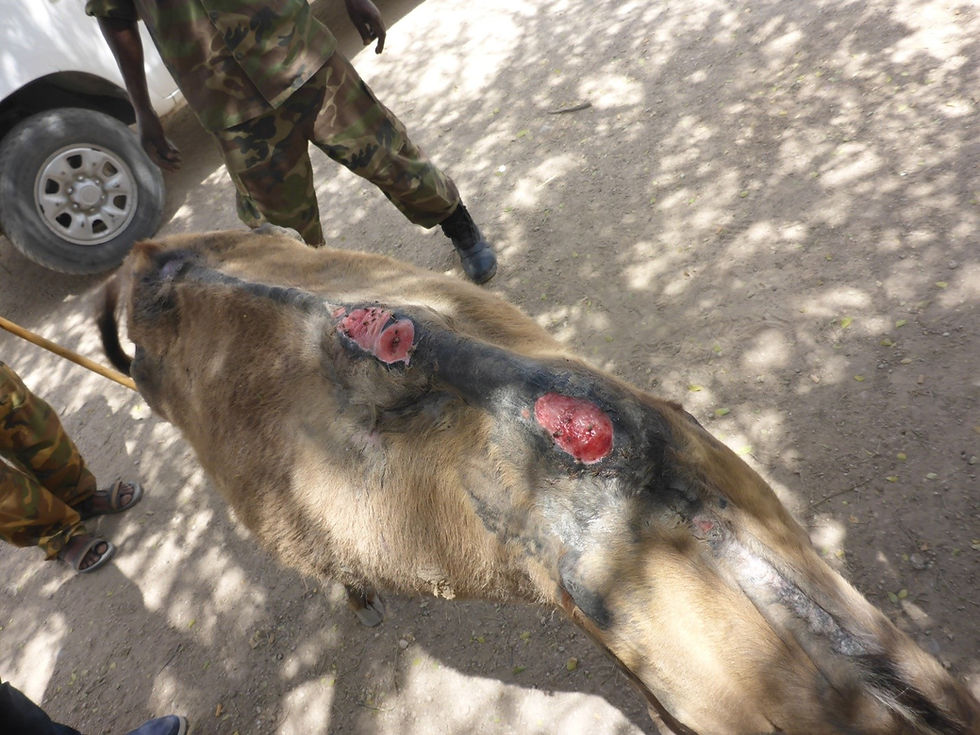 Condition of the donkey when SAWS brought him to the police