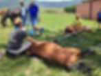 Two brown horses laying on grass with one person kneeling over each and one black horse in the background with 2 people in South Africa.