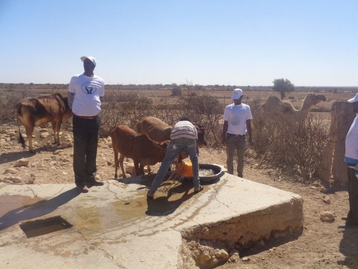 The drinking water for the cattle had albendazole syrup