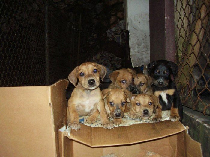 Pups safe at KCAW kennels
