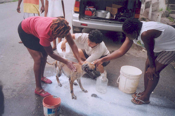 mange treatment
