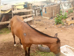 A brown horse with sores on her back is standing in front of wooden ramshackle structures with ocean in the background in Ghana.