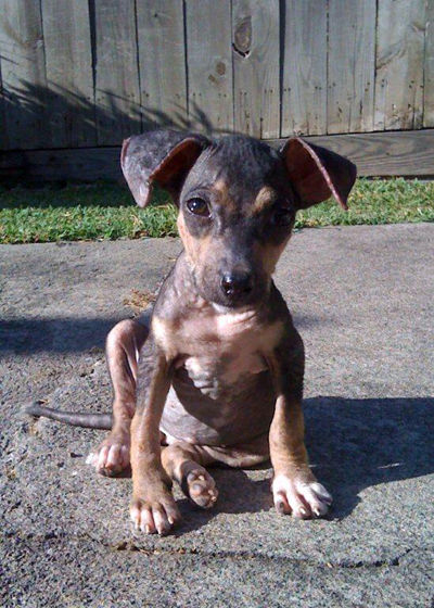Angel-rescued pup