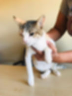 Calico cat on an exam table in Namibia received emergency veterinary care after she was kicked in her head.