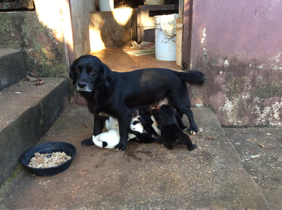 Sheba and her puppies at the KCAW pens