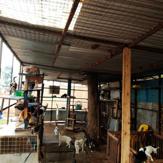 A sheet of metal is missing on the roof of a shelter for cats in Uganda.