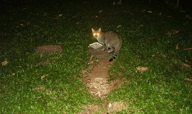 feral cat lives next to Deborah's house
