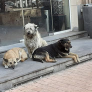 Save Animals-Armenia: "I do more than I show"