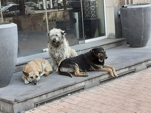 Save Animals-Armenia: "I do more than I show"