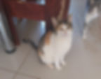 Calico cat looking at camera and looking healthy in Namibia in Africa.
