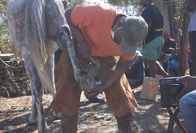 A farrier working on a horse's hoof in South Africa.
