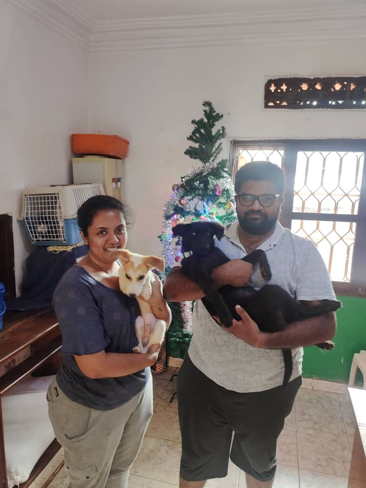 Two puppies adopted to the same home