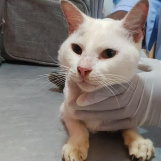 A white cat gently held by a hand with a sterile glove in Uganda.