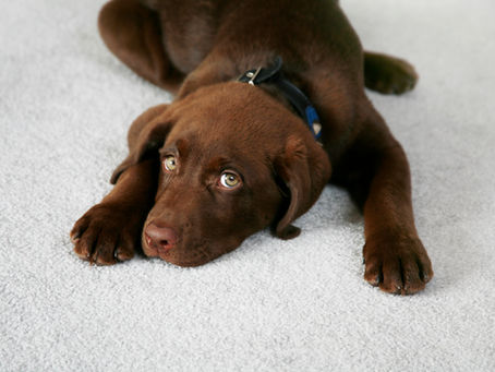 The Best Product To Remove Pet Urine (For Good!)