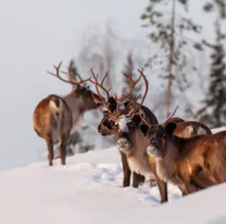 Reindeers in the snow