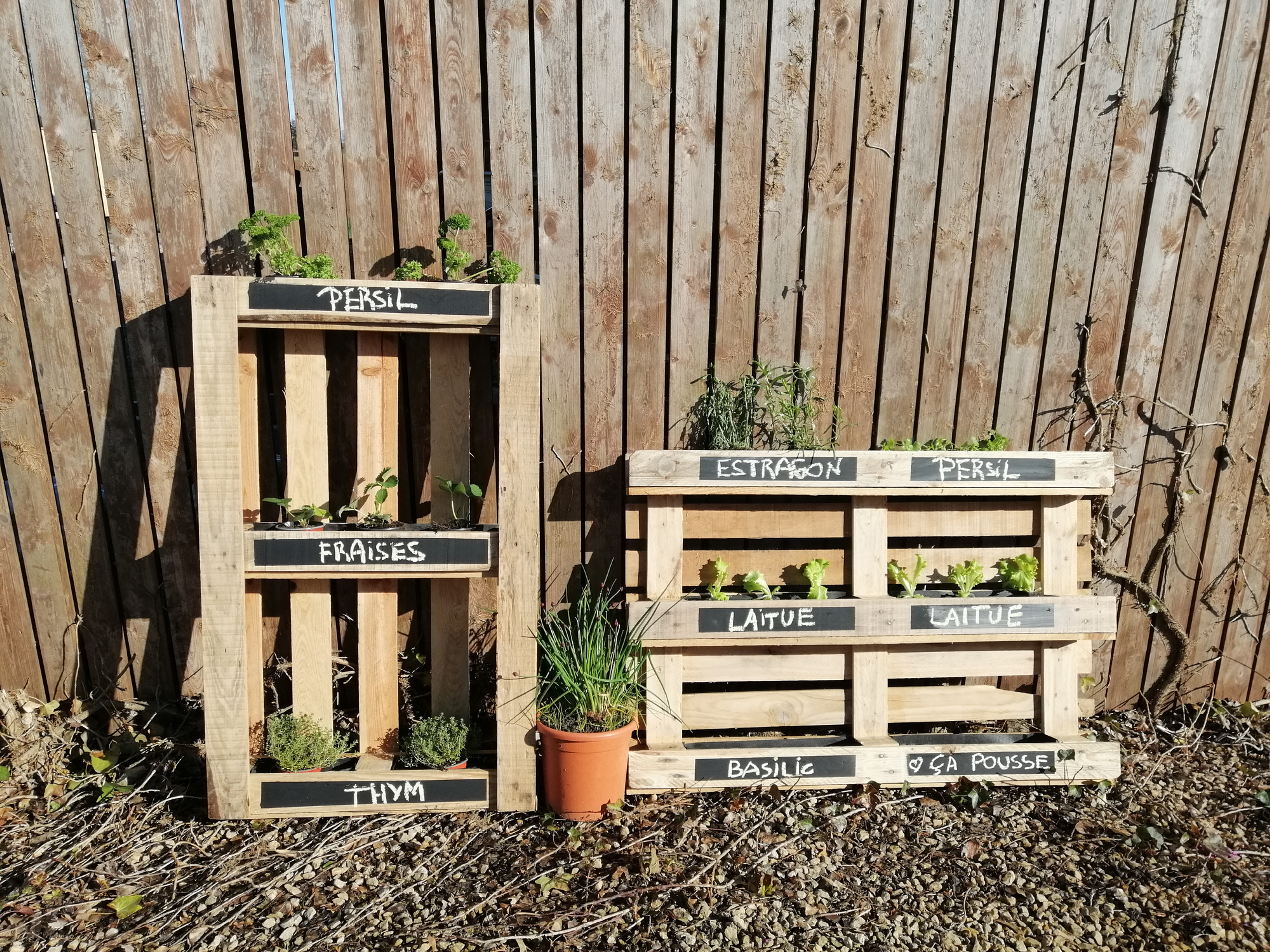 Kit Ready to Grow