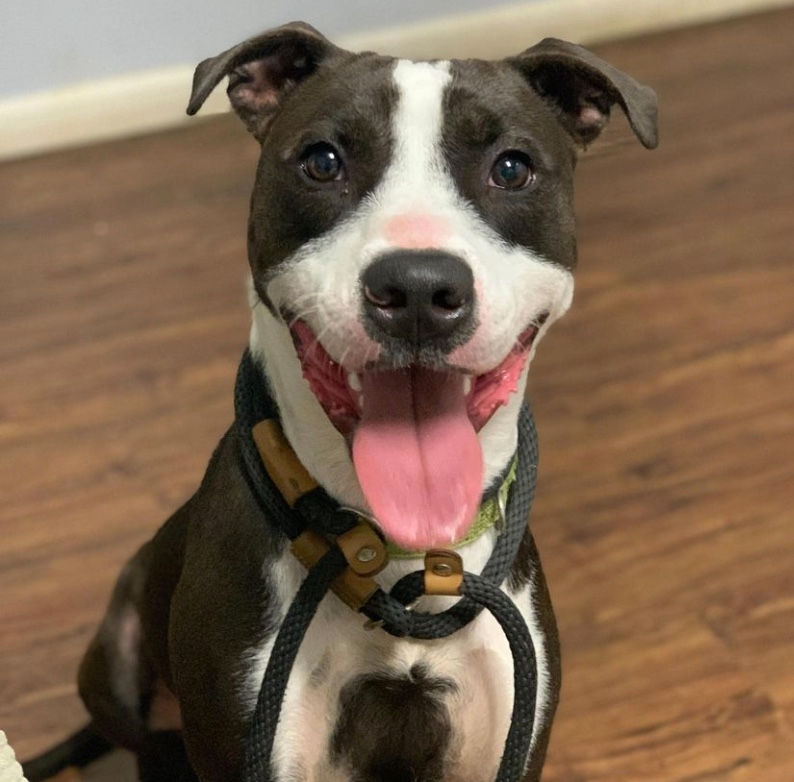 Lucky Dog Adoption Event & Fundraiser