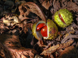 conkers.jpg