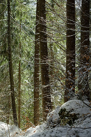 nellypsy frozenforest-61.jpg