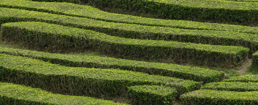 terraced green field plantation in the azores islands
