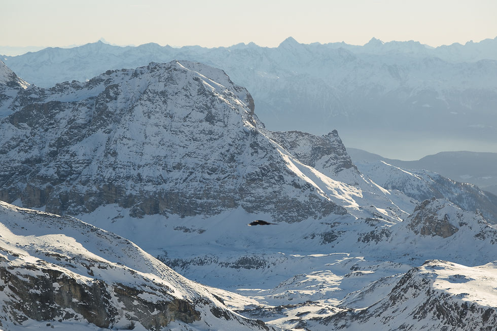 nellypsy crow-02.jpg